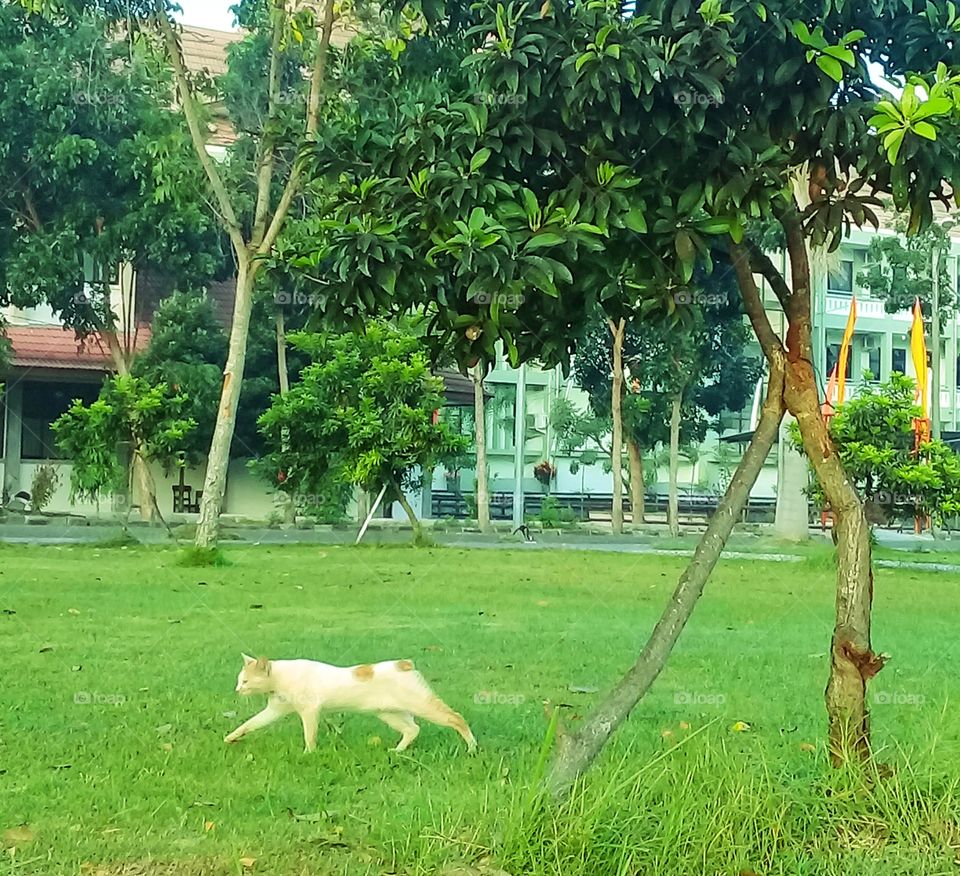 kucing di taman