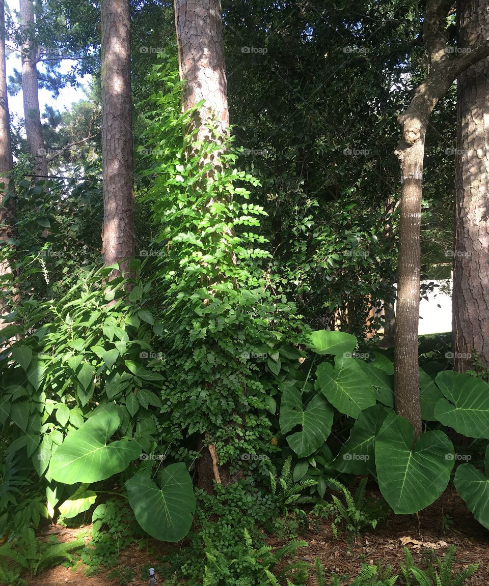 Tree with moss and elephant ears 