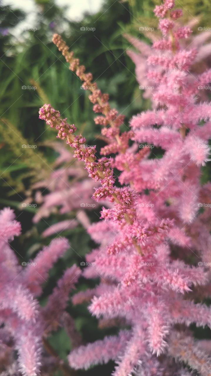 ※  🌸  Astilbe Pink Flowers Blooming
※  💞  Summer Time
※  😻  Beautiful Nature Photography To Enjoy Watching