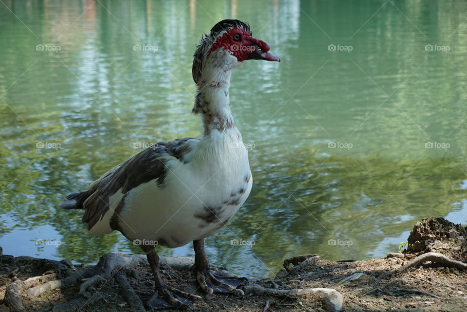 Duck#bird#animal#nature#lake#wild#water#colors#pose