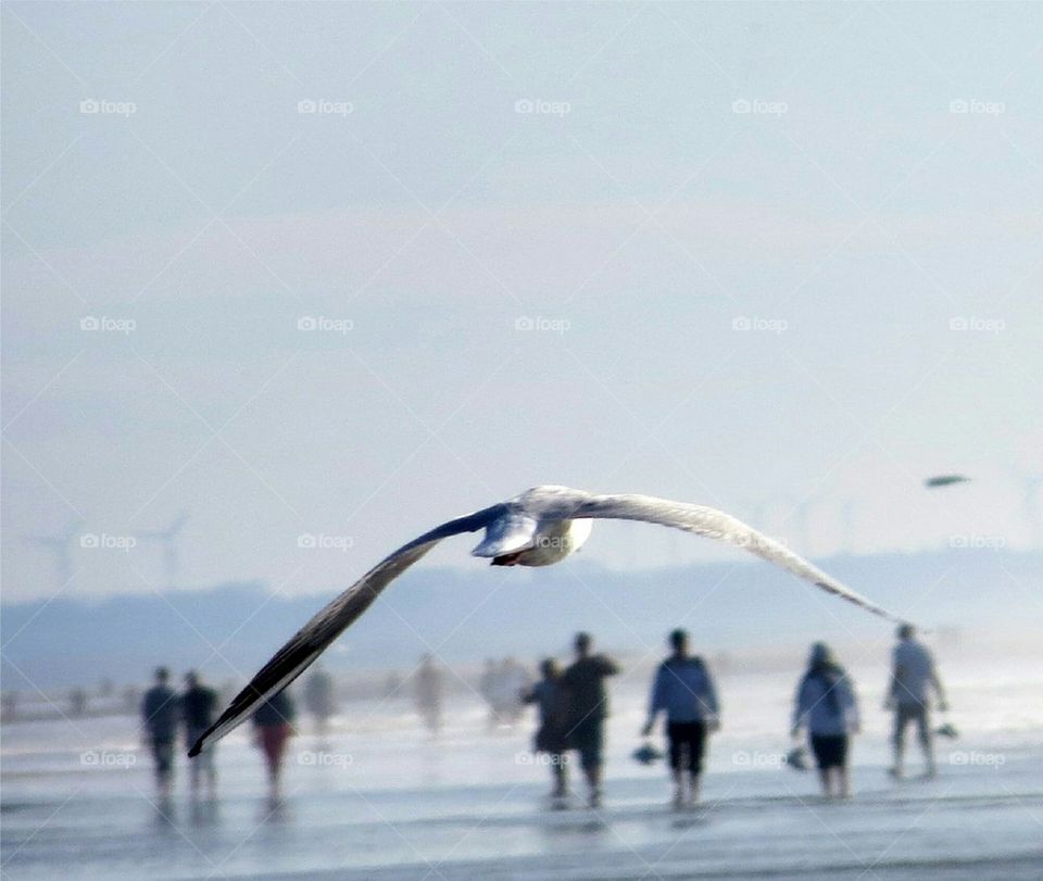 flying with the seagulls