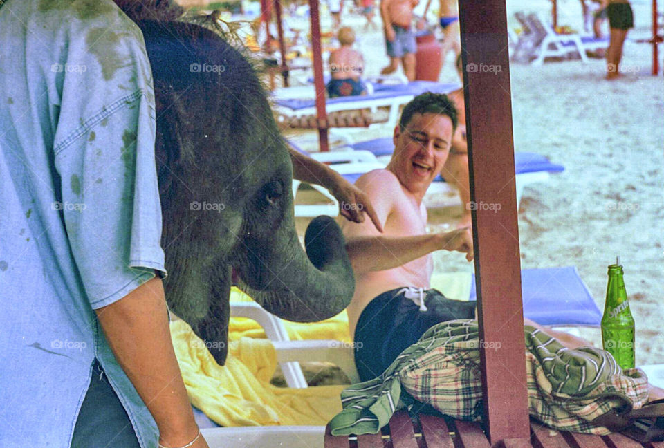 Baby elephant touching a tourist
