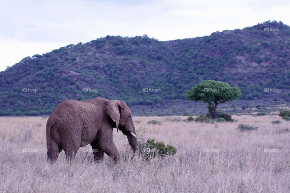 Elephant on the savanna