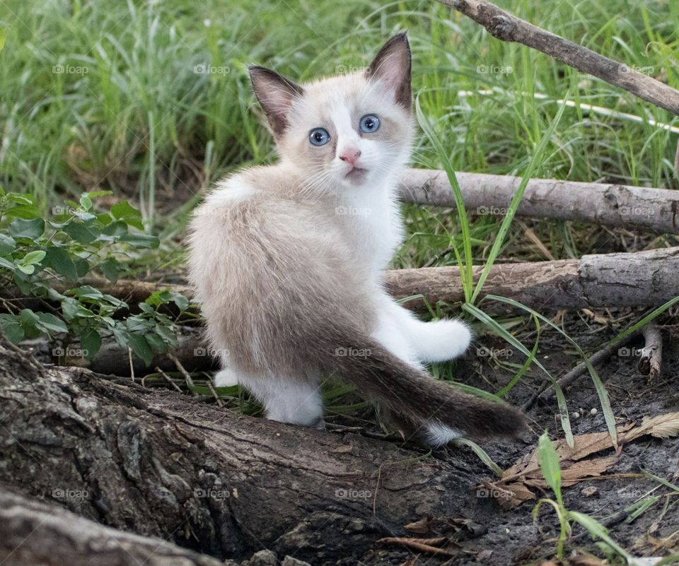 Snowshoe kitten