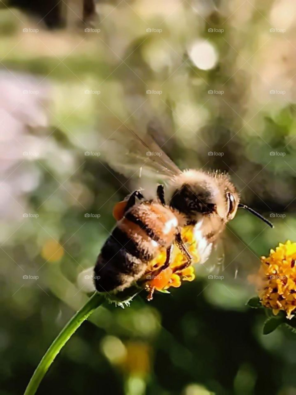 bee sucking  juice on the yellow flower