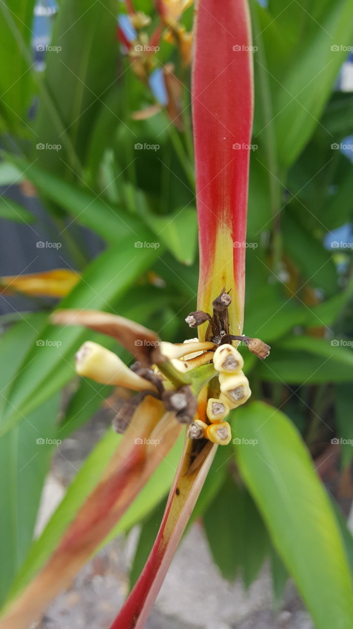 red blooming flowers