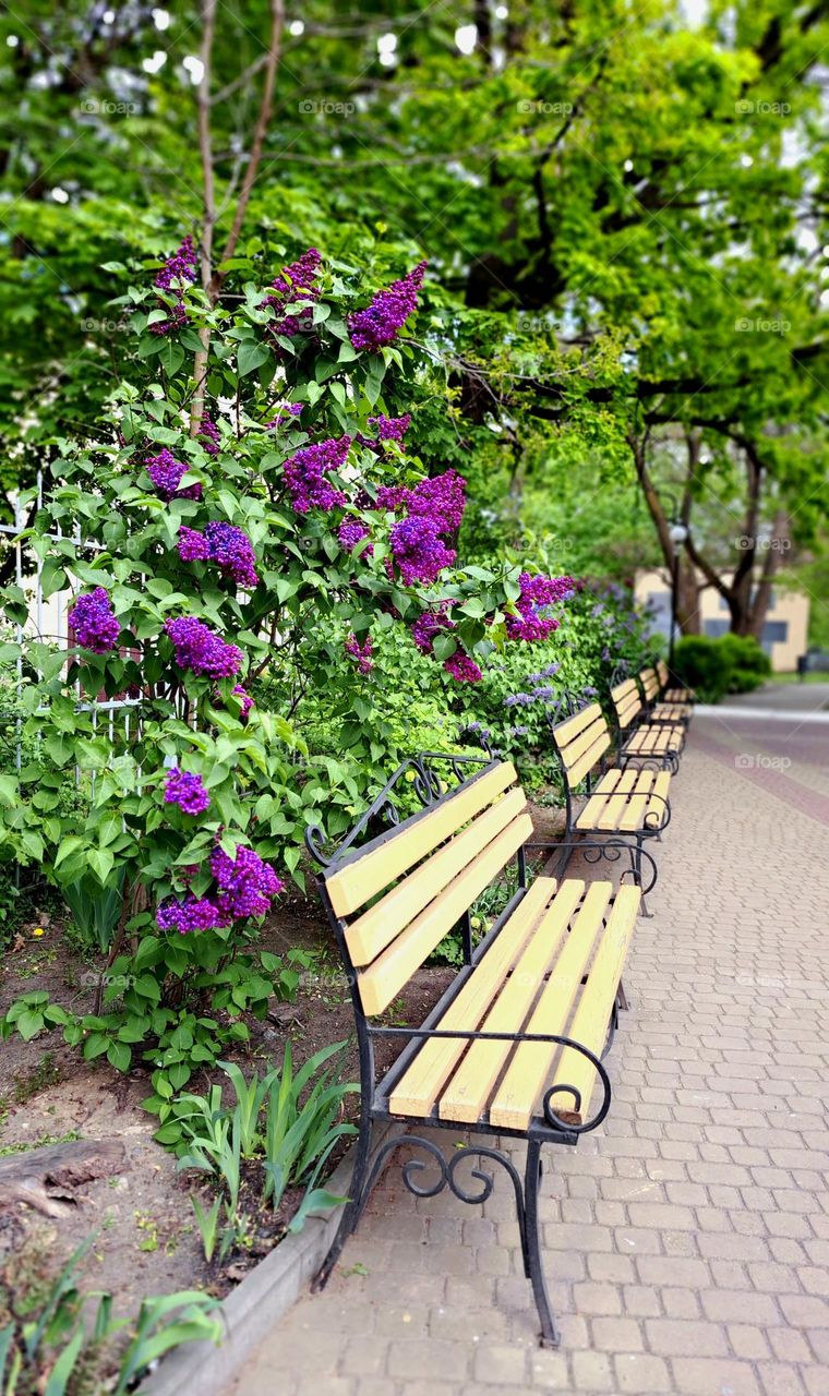 benches and flowers