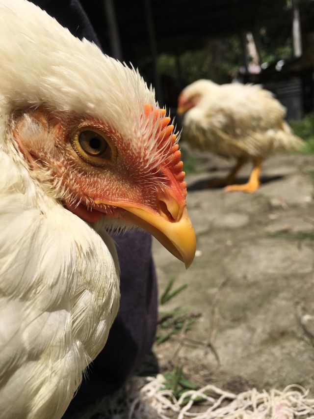 Chicken