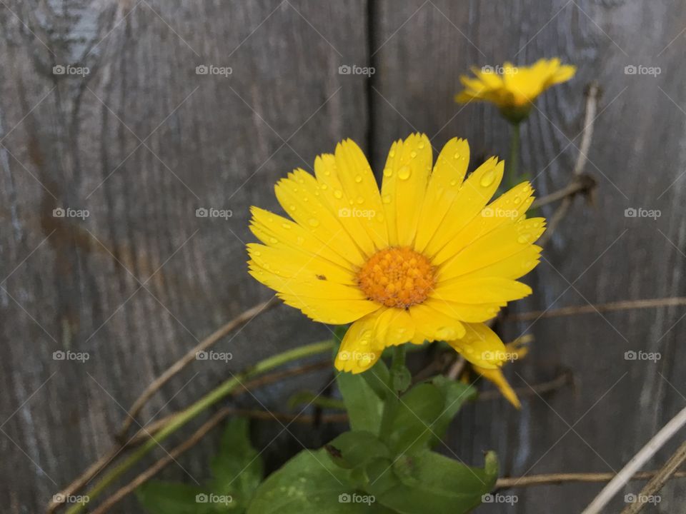 Morning flower and some raindrops...