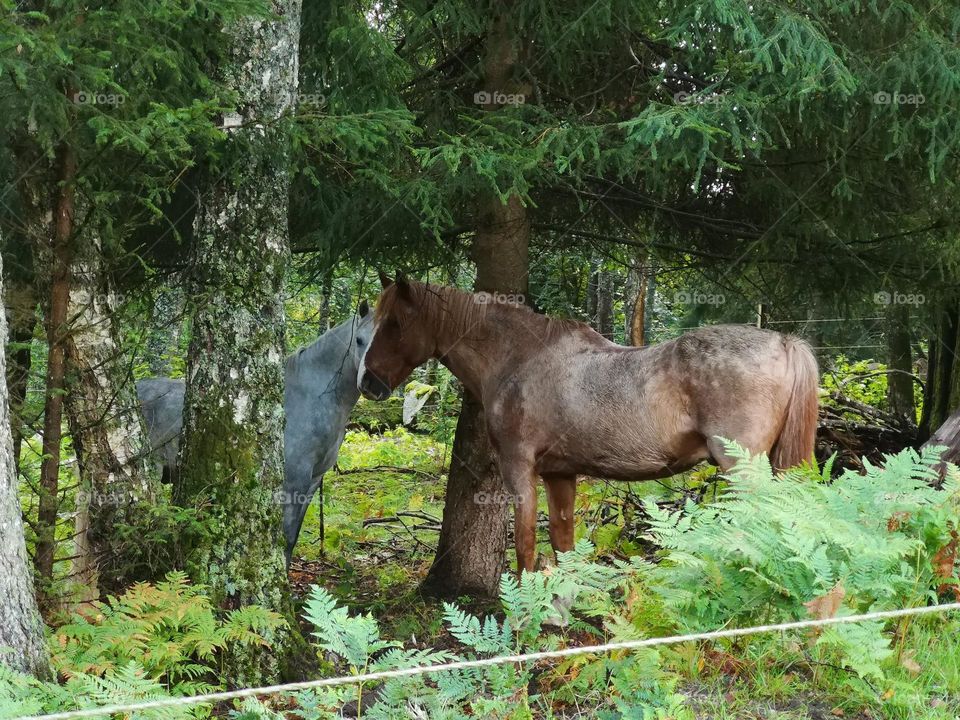 Two beautiful horses in white and brown color in a beautiful natural environment.  One summer on a farm in Sweden