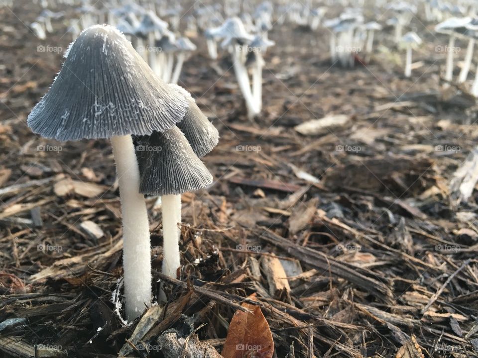 Mushroom in the mulch
