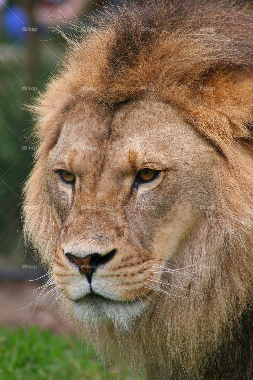 Close-up of lion looking away