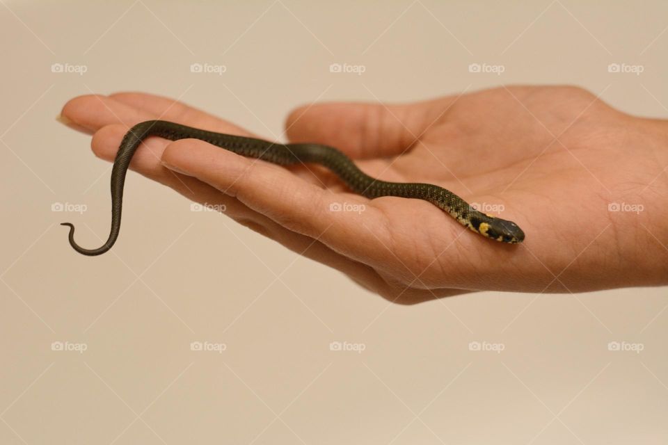 small snake 🐍 pet in the hand