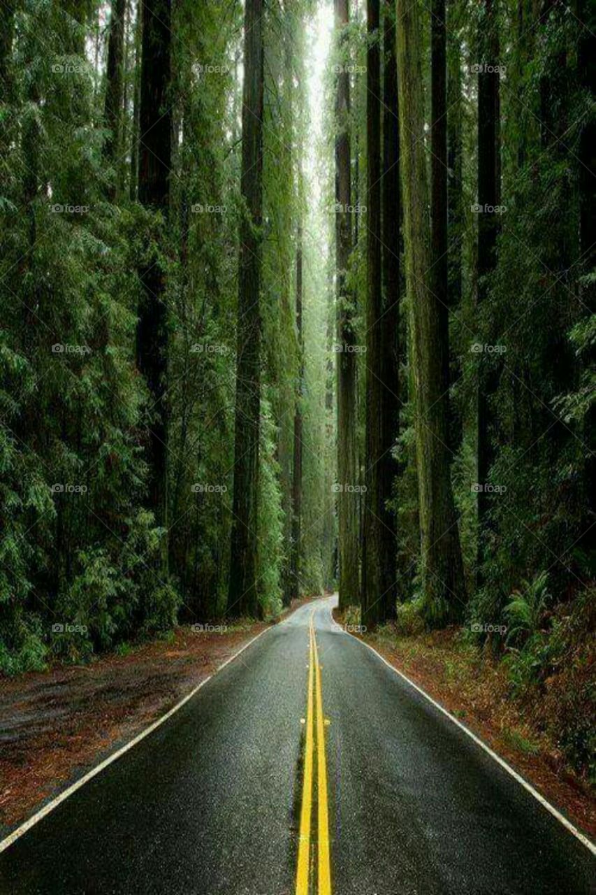 beautiful Pacific coast redwoods