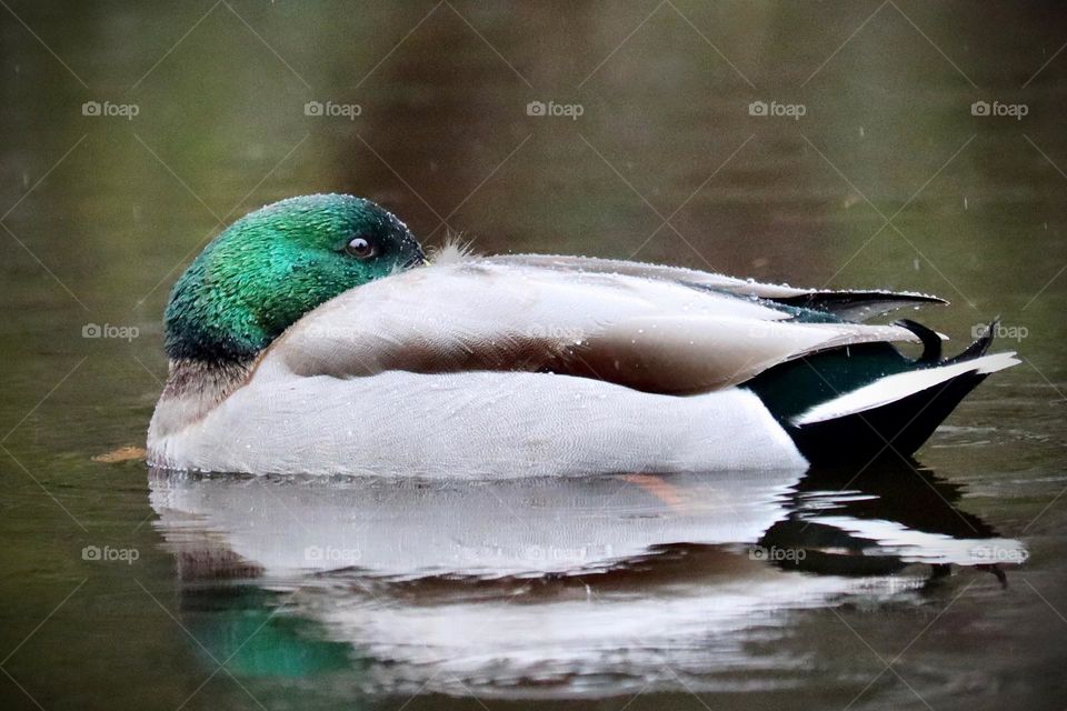 A mature male mallard tucks his head into his feathers to wait out the rain near Point Defiance Park in Tacoma, Washington 