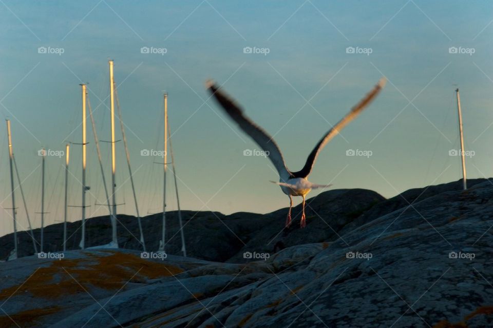 Close-up of flying seagull