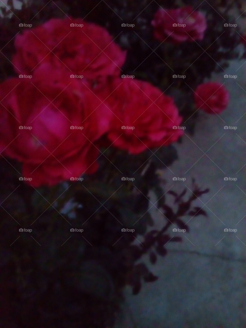 roses 🌹