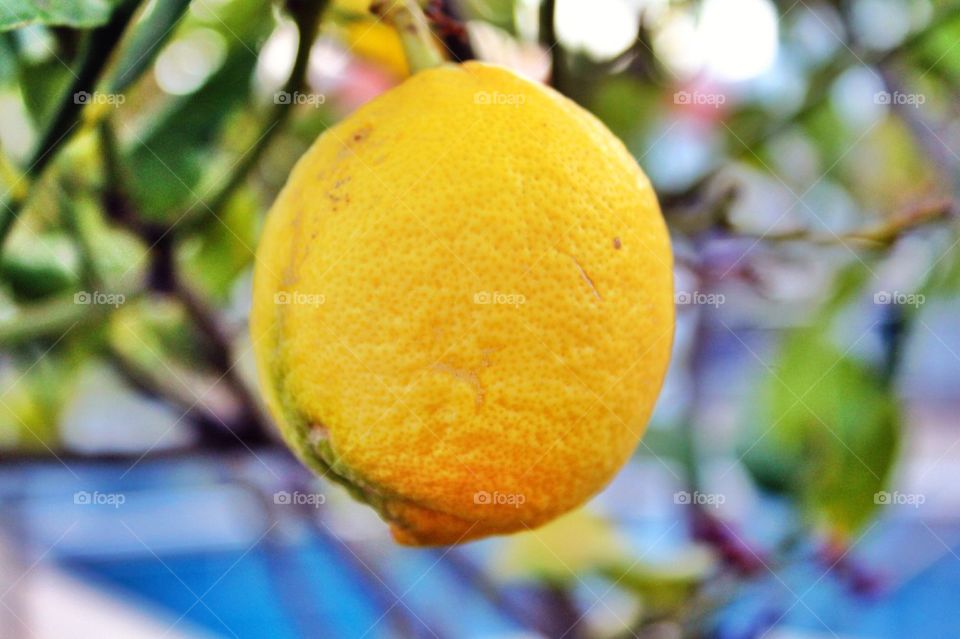 Close-up of lemon fruit