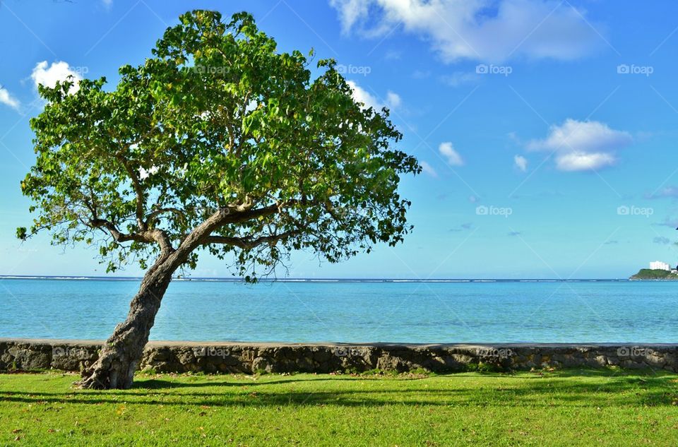 Tree on a Lake