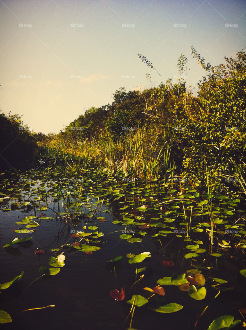 A waterscape in Florida.