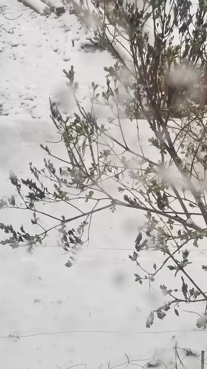 snow