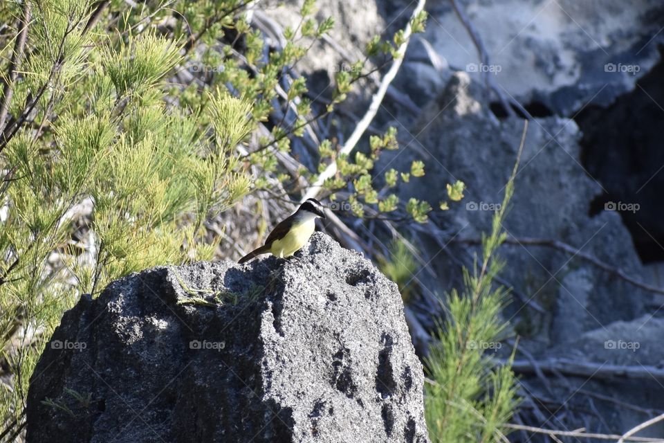 Yellow bird in Bermuda