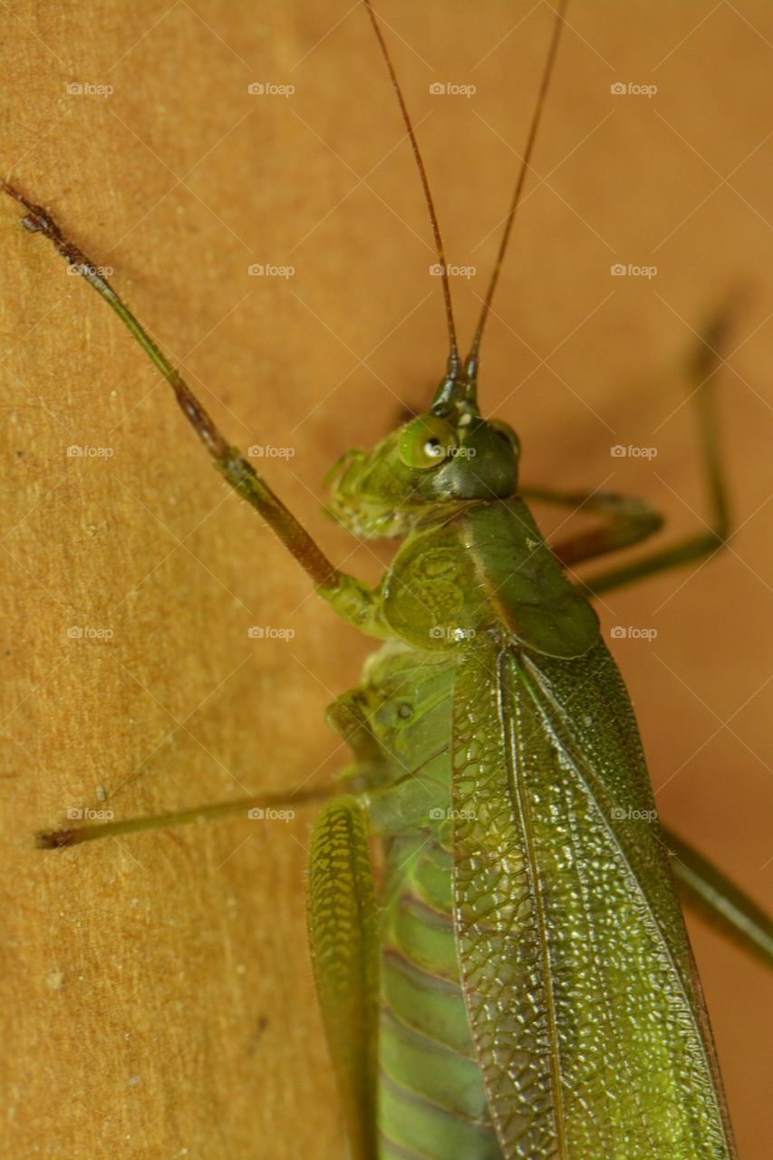 Katydid Closeup 