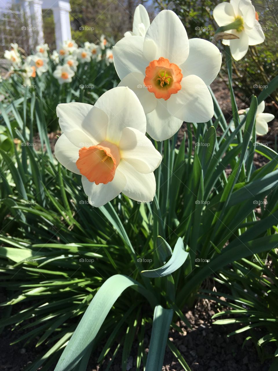 Orange and white daffodils located at Delaware Park Buffalo, NY
