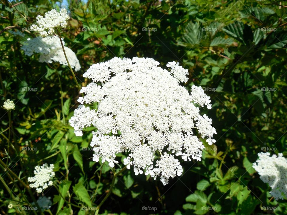 Queen's Lace