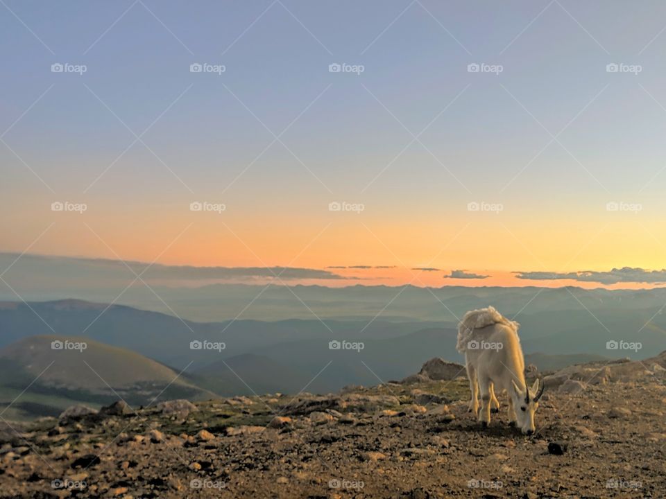 Mountain goat atop Mount Evans in Colorado at sunset
