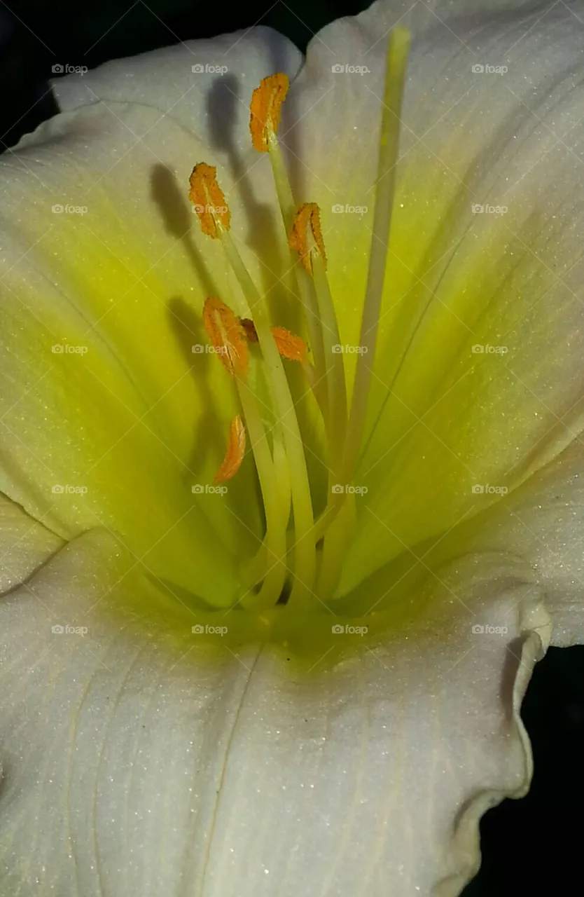 day lily