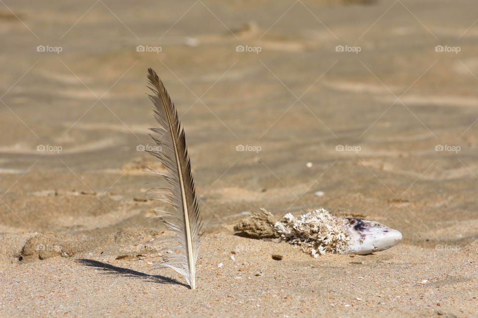 Seagull Feather On Hot Summer Beach Sand, Mossel Bay, South Africa