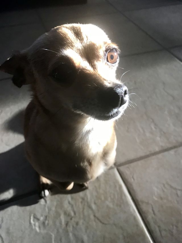 Pet love adorable 