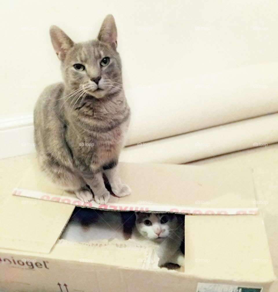 cat on cat in box