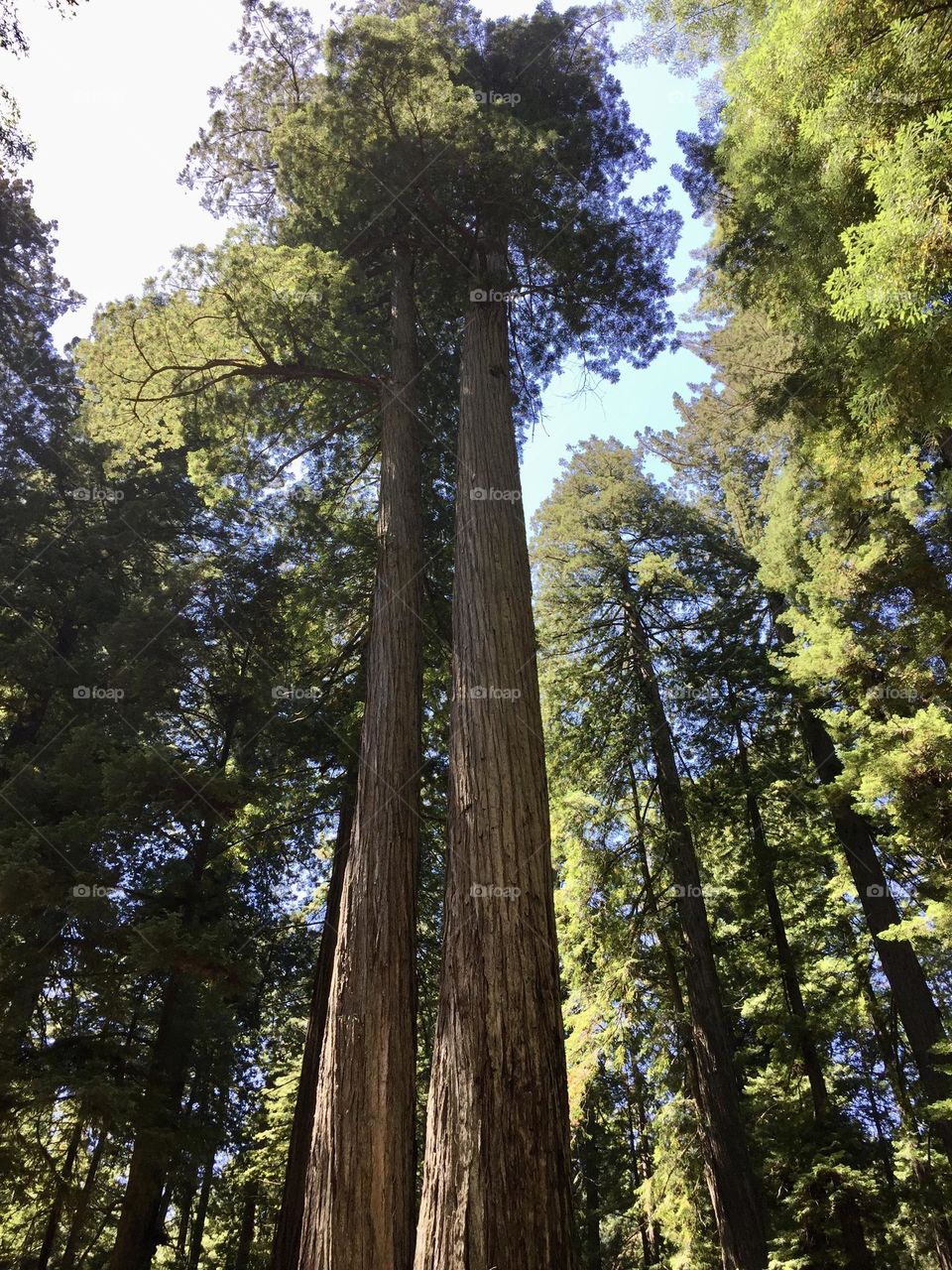 Majestic redwoods in California