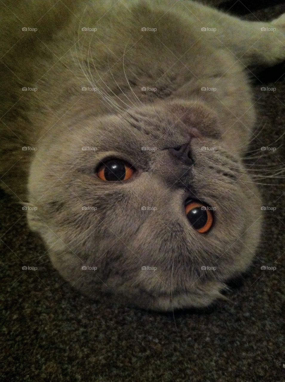 Scottish Fold Portret