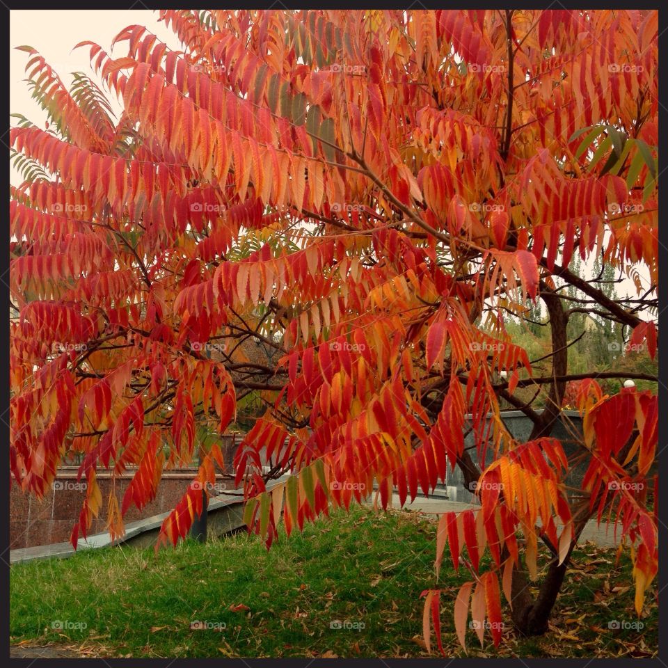 Orange is the color of the fall