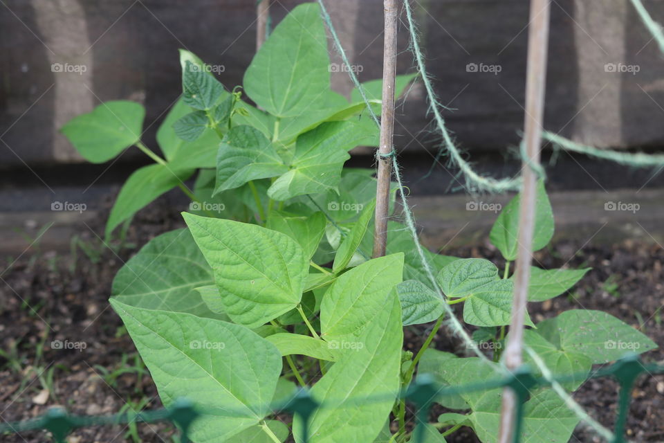Green bean plant