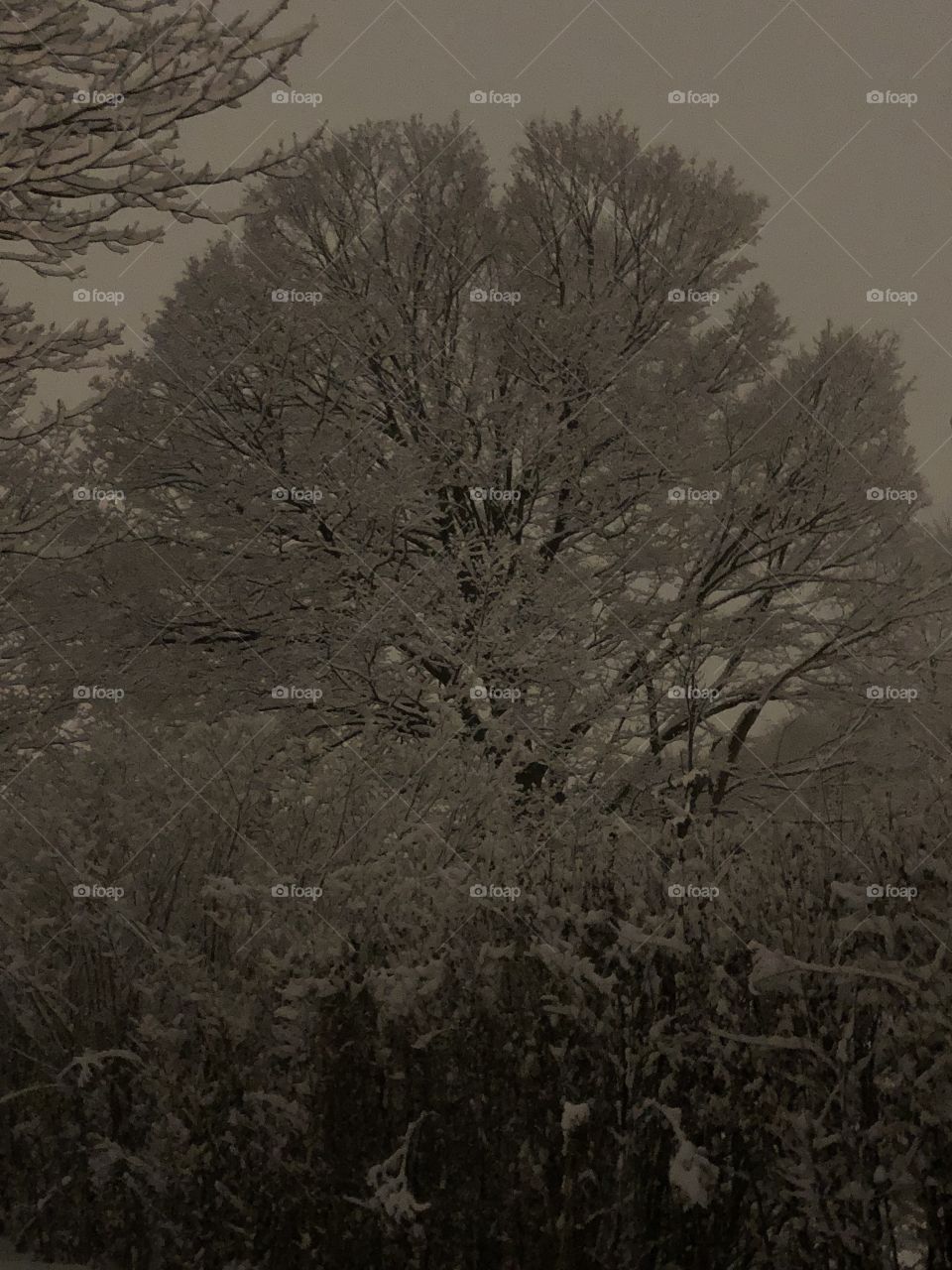 Wintered Forest Tree. Night Snow Glow. Frosted.