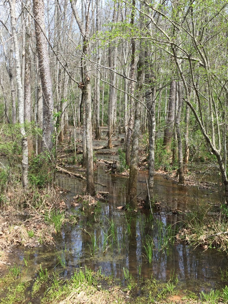 Spring Green, Trees,  Creek, Nature