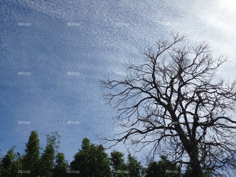 Tree, Landscape, No Person, Wood, Nature