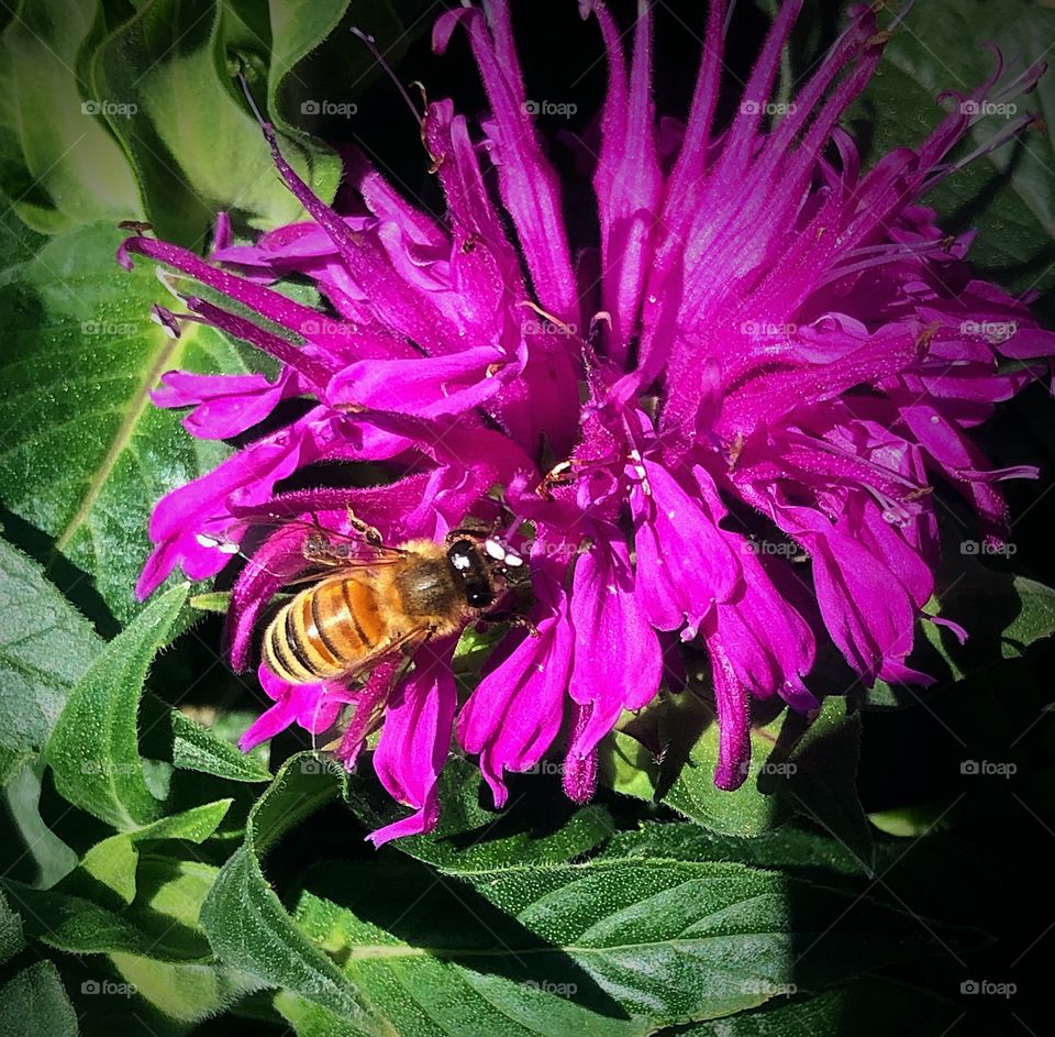 Bee on a flower