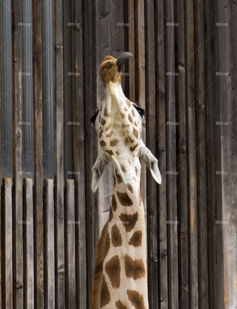 A giraffe chews while looking up and has its tongue stuck out