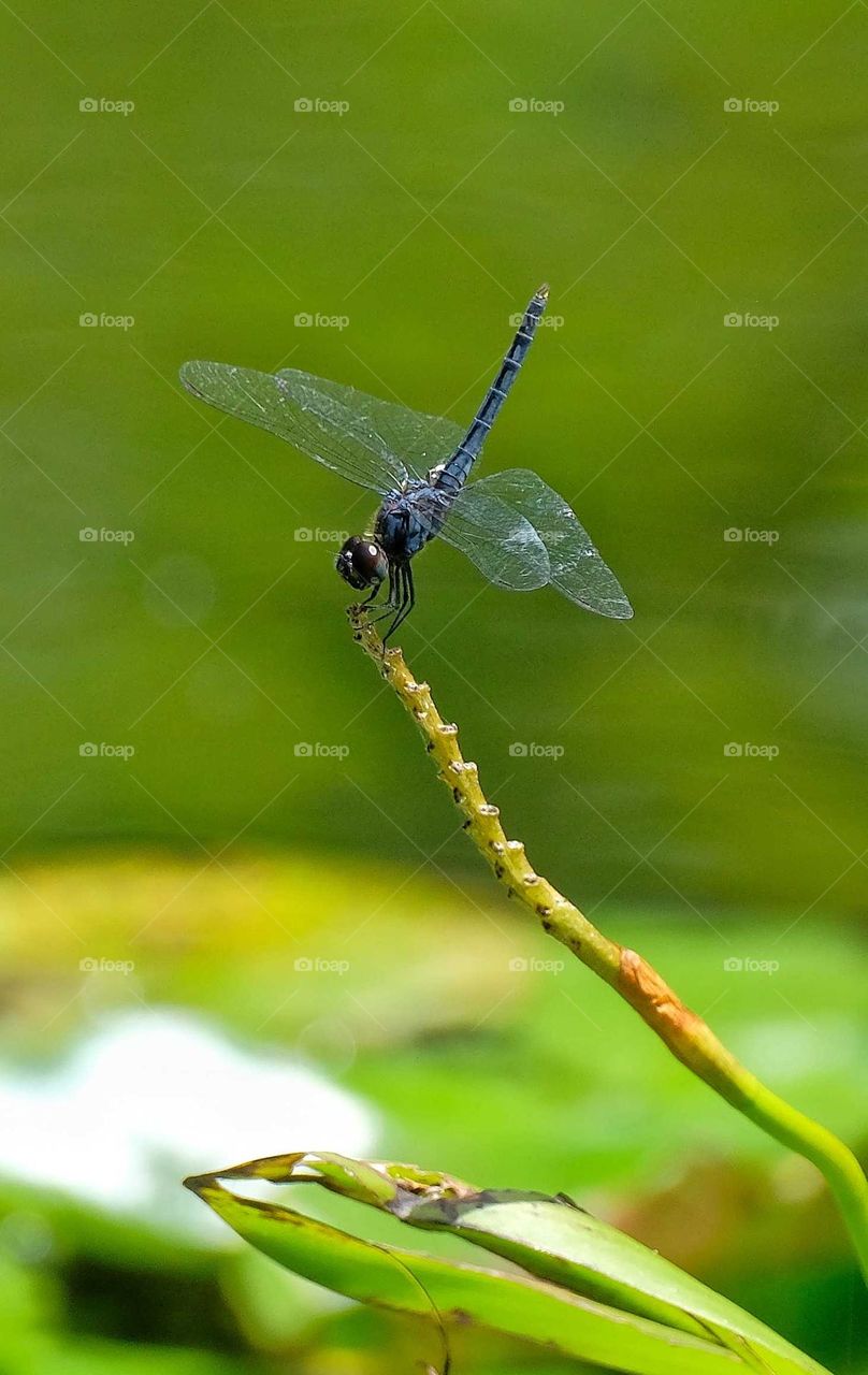 blue dragonfly