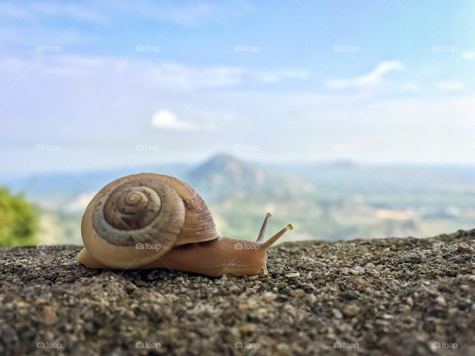 Close up of a Snail 
