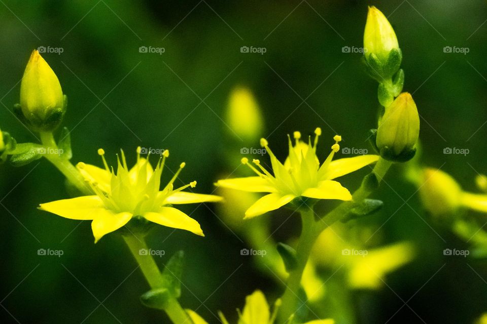 Yellow flowers on green background 