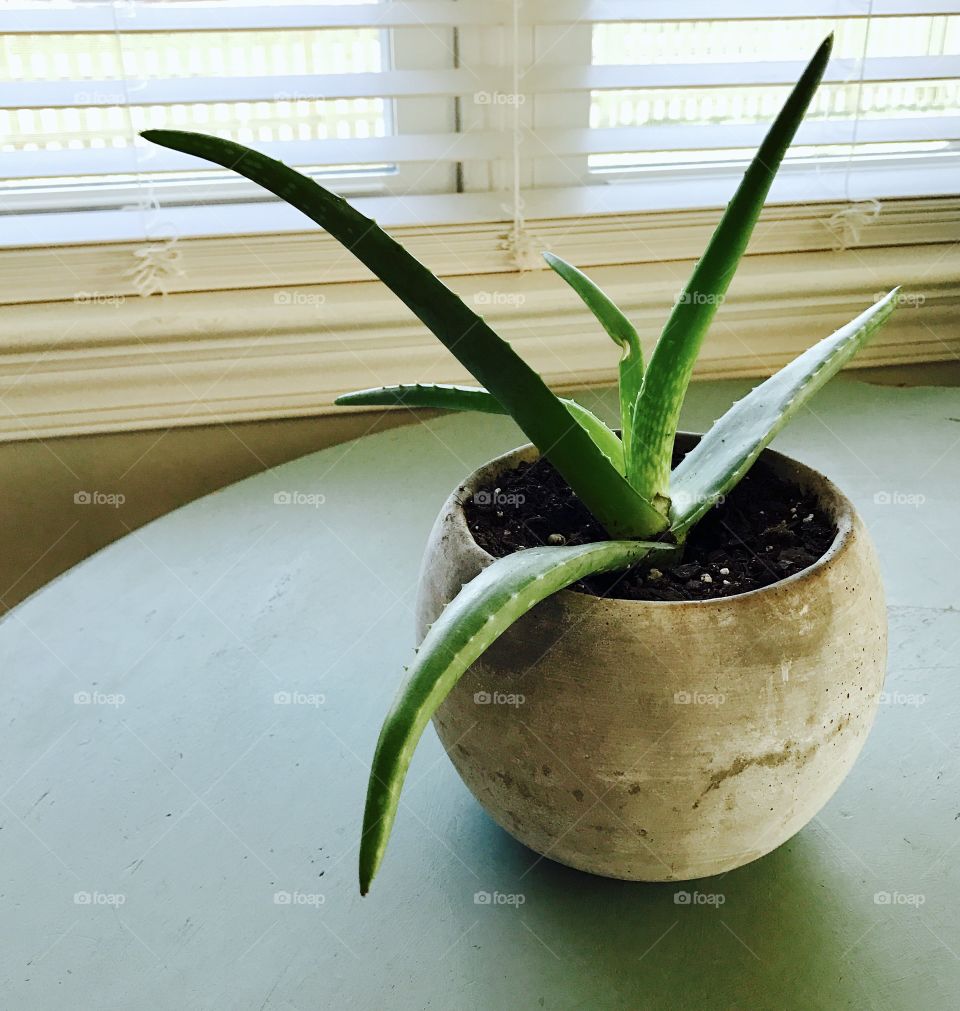 Green Plant on Green Table