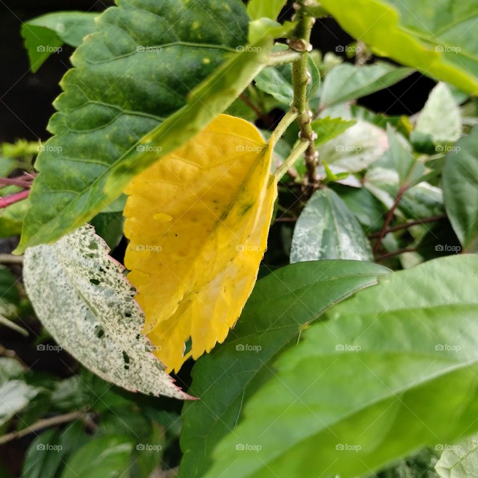 The leaves of a plant in summer.