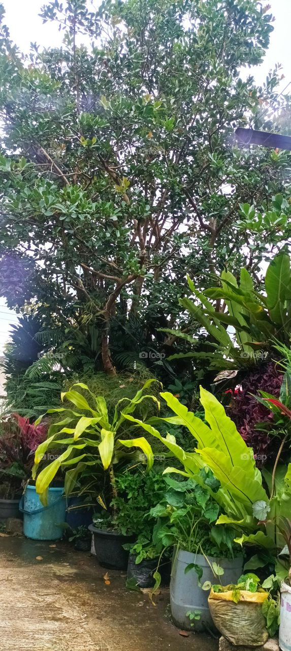 beautiful tree collection