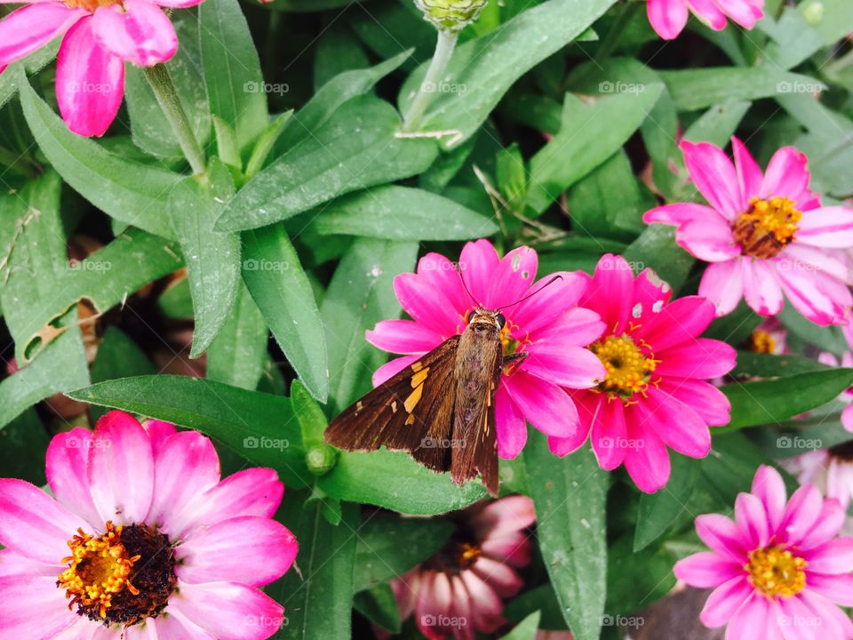 Small butterfly on flowers.